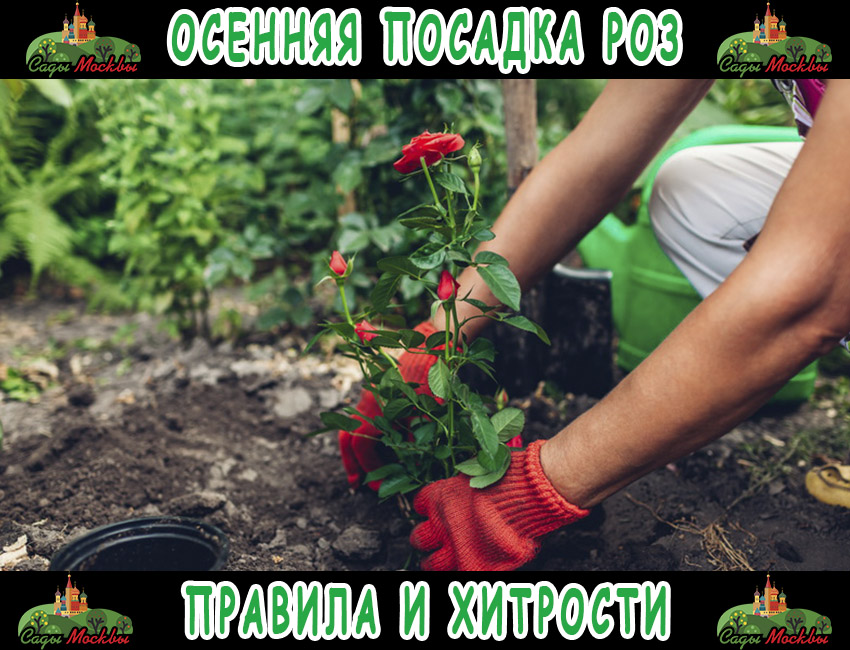 Осенняя посадка роз: правила и хитрости Осенняя посадка роз: правила и хитрости