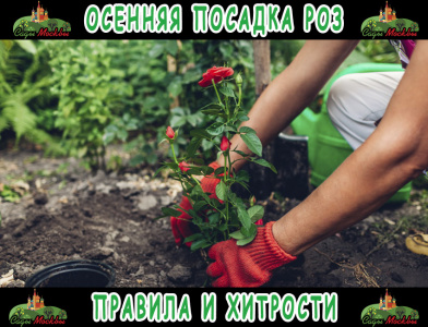 Осенняя посадка роз: правила и хитрости